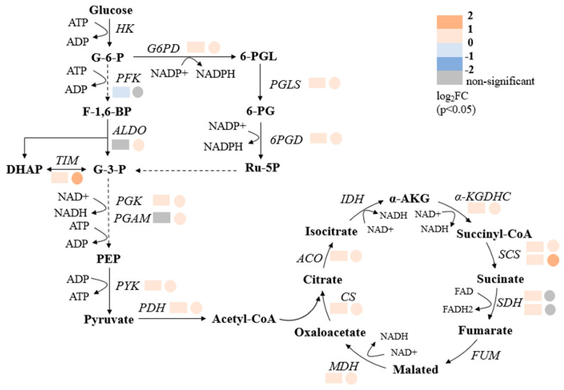 Salinity Modulates Carbon Flux to Promote Squalene and PUFA Biosynthesis in the Marine Protist <i>Thraustochytrium</i>.