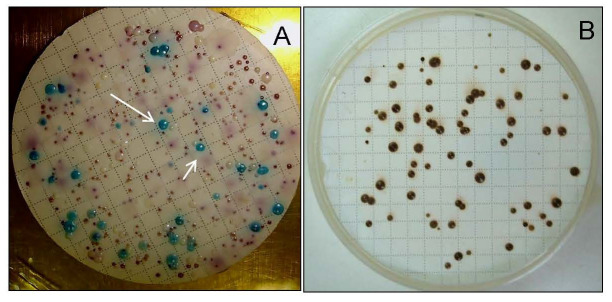 Into the Wild: A Look at <i>Candida albicans</i> Outside the Clinical Setting.