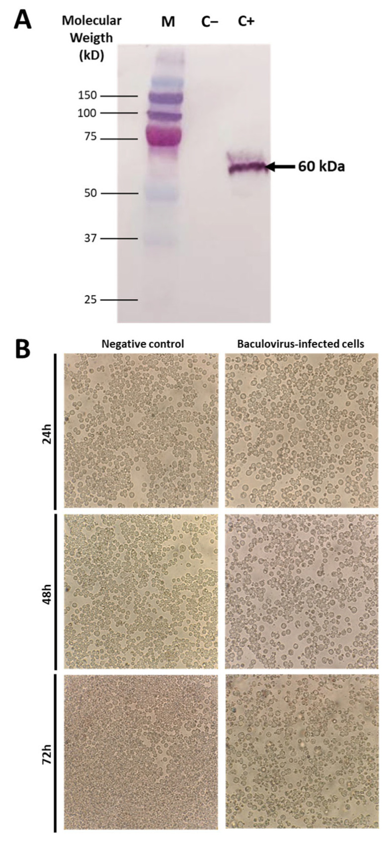 Immunogenicity of a Recombinant Avian Influenza H2 Protein Using an Abdominal Inoculation Model in Chickens.