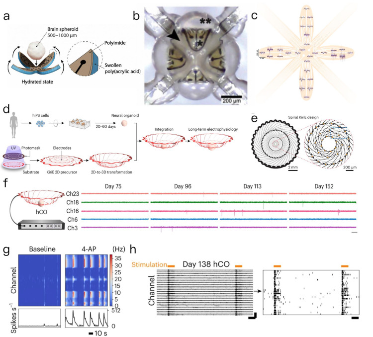 Sophisticated Interfaces Between Biosensors and Organoids: Advancing Towards Intelligent Multimodal Monitoring Physiological Parameters.