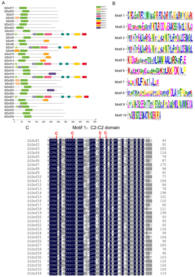 Genome Wide Identification of Sesame Dof Transcription Factors and Functional Analysis of SiDof8, SiDof10 and SiDof34 in Fatty Acid Synthesis.