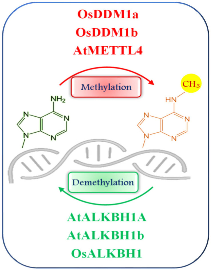 Dynamics and Malleability of Plant DNA Methylation During Abiotic Stresses.