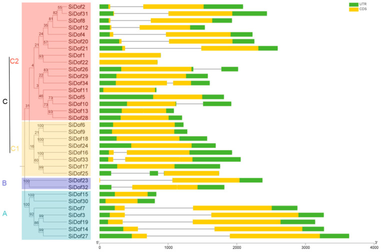Genome Wide Identification of Sesame Dof Transcription Factors and Functional Analysis of SiDof8, SiDof10 and SiDof34 in Fatty Acid Synthesis.