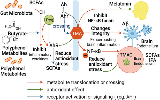 Gut microbial metabolites and the brain-gut axis in Alzheimer's disease: A review.