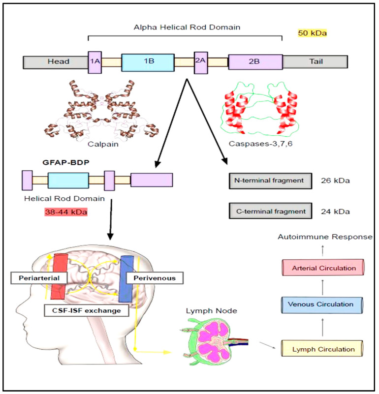 Deciphering the Structural Biology of GFAP: Connotations of Its Potency in Presaging the Diagnosis for Traumatic Brain Injury and AD.