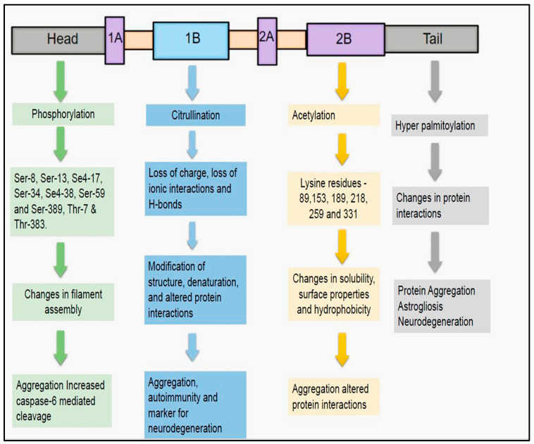 Deciphering the Structural Biology of GFAP: Connotations of Its Potency in Presaging the Diagnosis for Traumatic Brain Injury and AD.