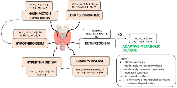 Ketogenic Diet and Thyroid Function: A Delicate Metabolic Balancing Act.
