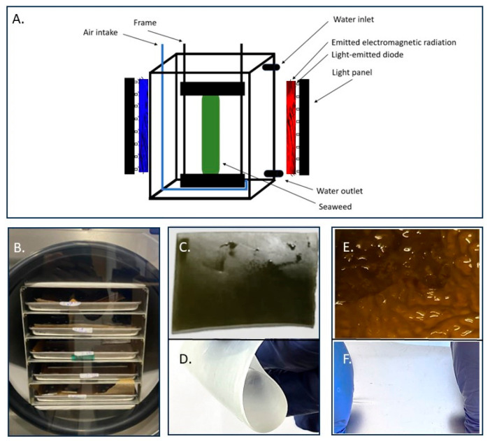 Mechanical Properties and Microstructure of Decellularized Brown Seaweed Scaffold for Tissue Engineering.
