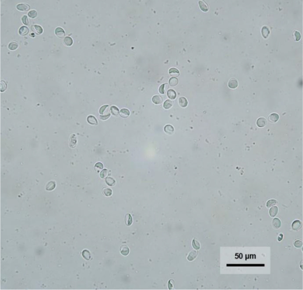 Prevalence of <i>Giardia duodenalis</i> genetic assemblages isolated from dogs and cats in Poland.