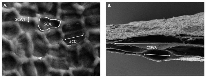 Mechanical Properties and Microstructure of Decellularized Brown Seaweed Scaffold for Tissue Engineering.