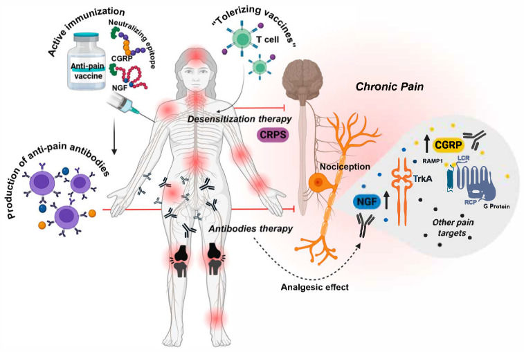 Possible Anti-Pain Vaccines: A Narrative Review of Emerging Strategies and Clinical Prospects.