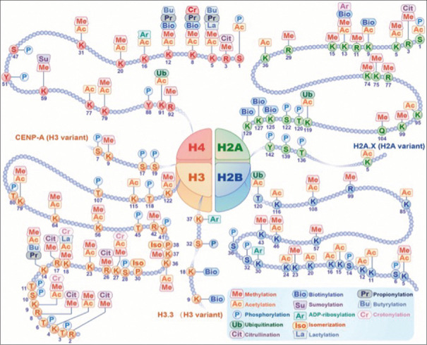 The role of epigenetics in cancer: From pathways to the clinic.