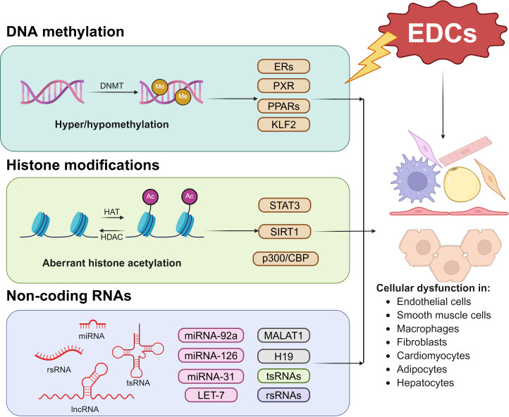 Epigenetic impact of endocrine-disrupting chemicals on atherosclerosis.