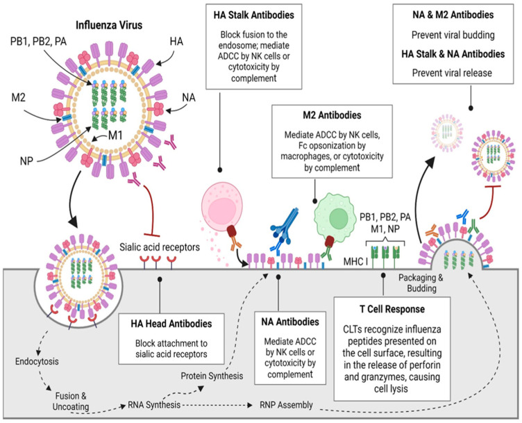 Influenza Virus: Global Health Impact, Strategies, Challenges, Role of Nanotechnolgy in Influenza Vaccine Development.