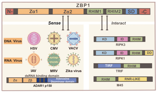 Z-DNA-binding protein 1-mediated programmed cell death: Mechanisms and therapeutic implications.