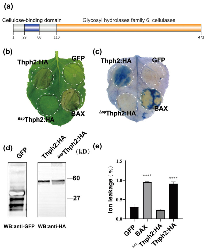 <i>Trichoderma harzianum</i> Cellobiohydrolase Thph2 Induces Reactive Oxygen Species-Mediated Resistance Against Southern Corn Leaf Blight in Maize.