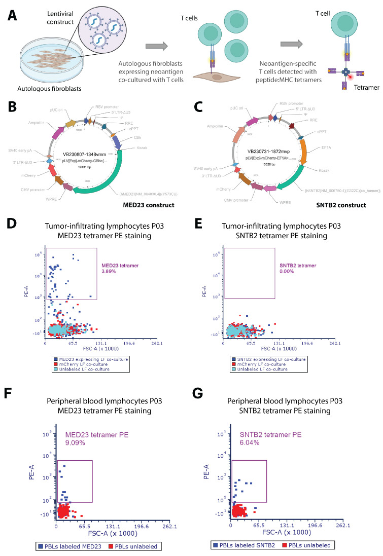 ImmuniT Platform for Improved Neoantigen Prediction in Lung Cancer.