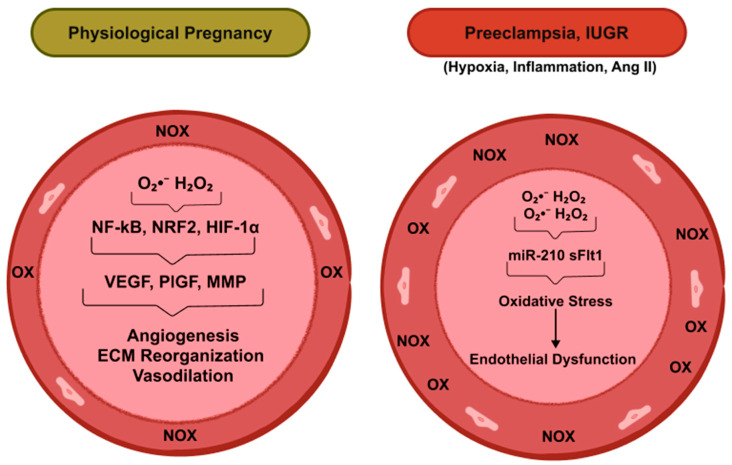 Oxidative Stress and Inflammation in Uterine-Vascular Adaptation During Pregnancy.