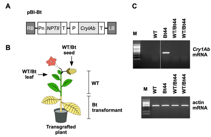 Translocation of Insecticidal Bt Protein in Transgrafted Plants.