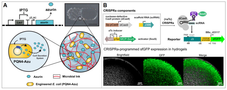 Synthetic Gene Circuits Enable Sensing in Engineered Living Materials.