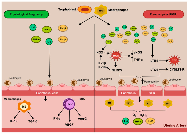 Oxidative Stress and Inflammation in Uterine-Vascular Adaptation During Pregnancy.