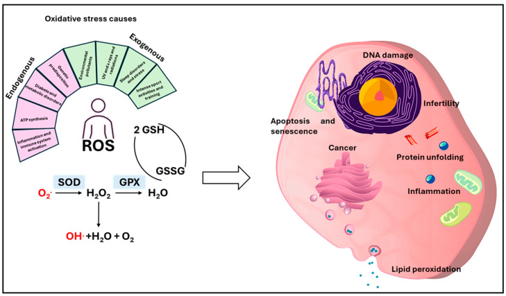 The Dual Role of Nanomaterials in Ovarian Cancer and Female Fertility as Anti- and Prooxidants.