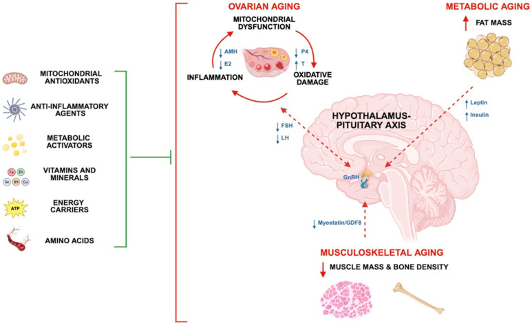A Multi-Ingredient Supplement Improves Body Re-Composition, Ovarian Aging Markers, and Reproductive Success in Young and Middle-Aged Female Mice.