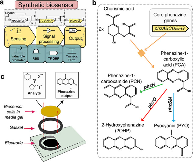 Synthetic Whole-Cell Bioelectronic Chemical Sensing with <i>In Situ</i> Genetic Computing.