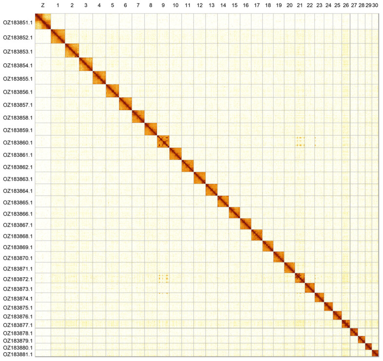 The genome sequence of the Nickerl's Fritillary, <i>Melitaea aurelia</i> Nickerl, 1850 (Lepidoptera: Nymphalidae).