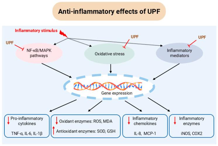 Anti-Inflammatory and Neuroprotective Effects of <i>Undaria pinnatifida</i> Fucoidan.