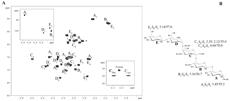 Structural and Immunological Insights into the Lipooligosaccharide of the Marine Bacterium <i>Kangiella japonica</i> KMM 3897.