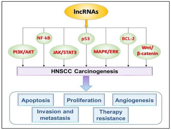 Long Non-Coding RNAs: Significant Drivers of Carcinogenesis Mechanisms in Head and Neck Squamous Cell Carcinoma.