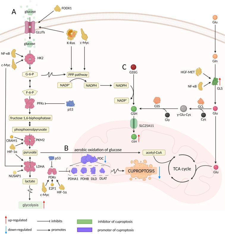 Tumor glucose reprogramming suppresses cuproptosis: A review.