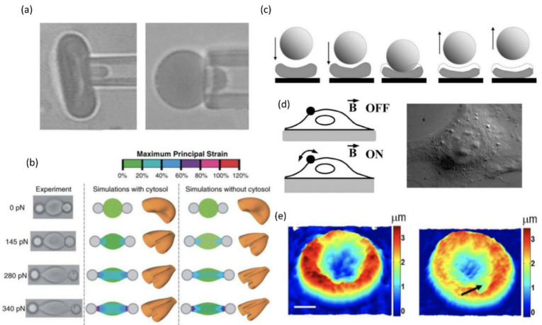 Pathophysiological Associations and Measurement Techniques of Red Blood Cell Deformability.
