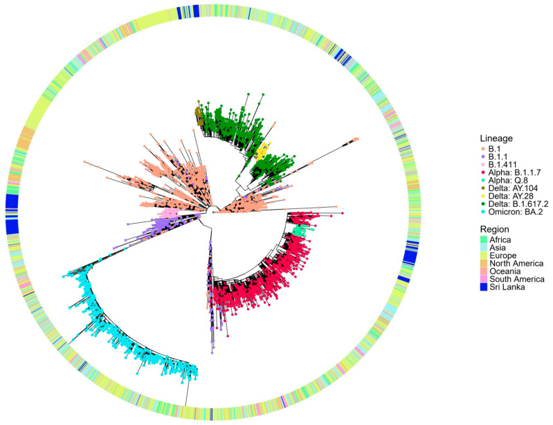 Molecular Epidemiology of SARS-CoV-2 Detected from Different Areas of the Kandy District of Sri Lanka from November 2020-March 2022.