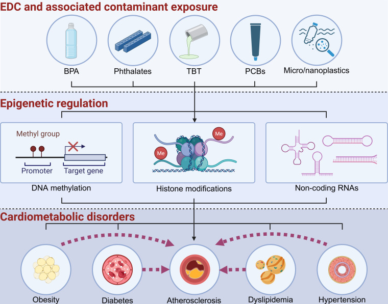 Epigenetic impact of endocrine-disrupting chemicals on atherosclerosis.