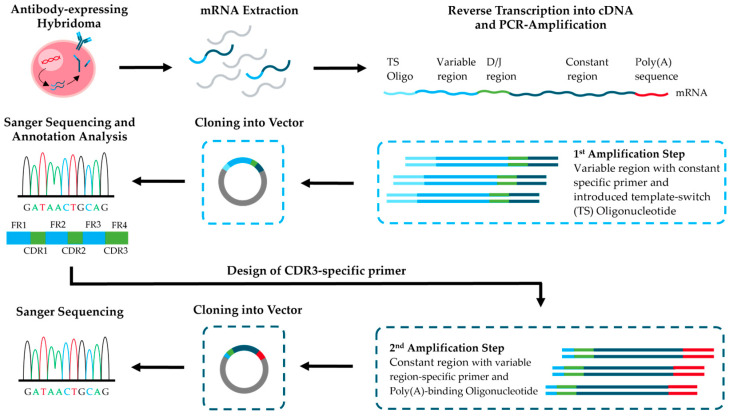 Cost-Effective Method for Full-Length Sequencing of Monoclonal Antibodies from Hybridoma Cells.