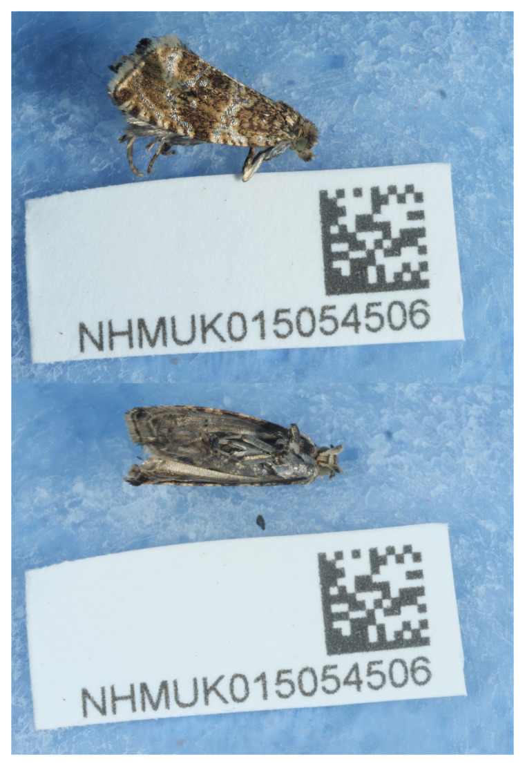 The genome sequence of the Common Marble, <i>Celypha lacunana</i> (Denis & Schiffermüller, 1775) (Lepidoptera: Tortricidae).
