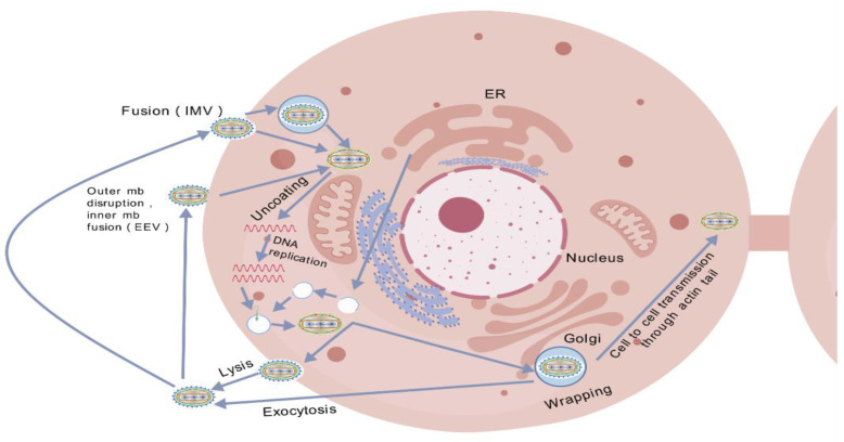 Evolving Threats: Adaptive Mechanisms of Monkeypox Virus (MPXV) in the 2022 Global Outbreak and Their Implications for Vaccine Strategies.