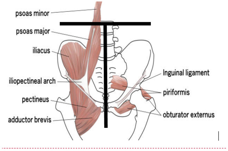 Appendicular Lean Mass Index Using Dual-Energy X-Ray Absorptiometry (DEXA) in Professional Football: A Pilot Study of a New Method for Improved Inter-Operator Reproducibility and Analysis of Pelvi-Trochanteric Muscles.
