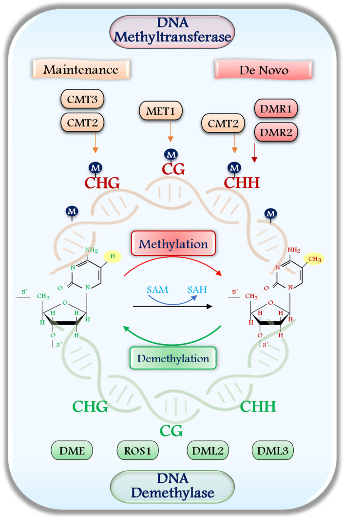 Dynamics and Malleability of Plant DNA Methylation During Abiotic Stresses.