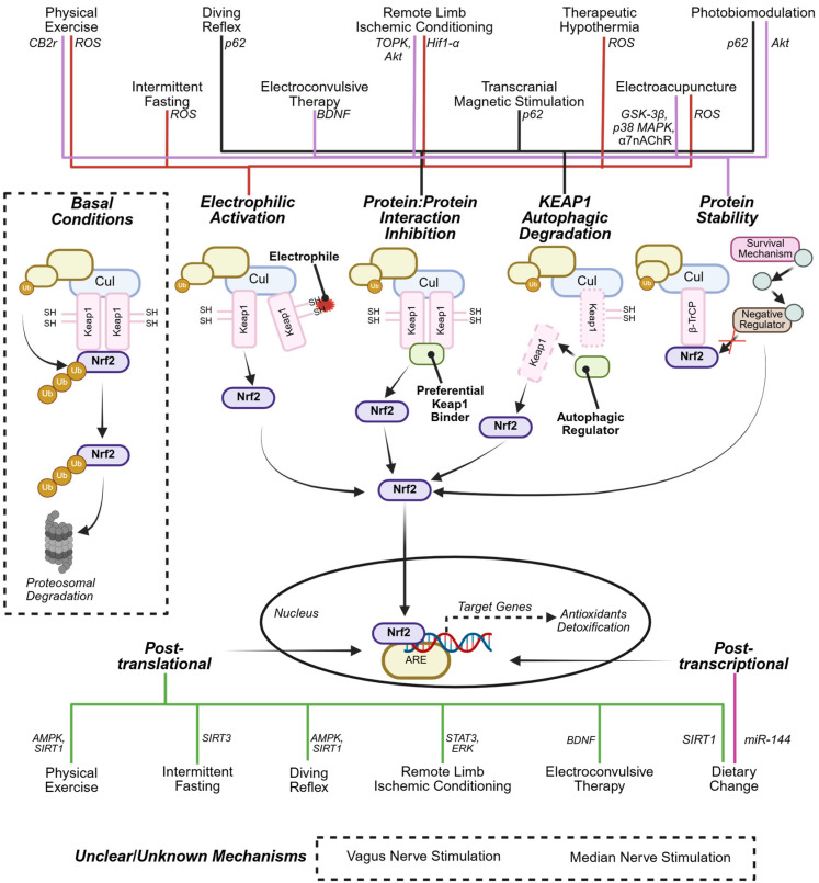 Non-Electrophilic Activation of NRF2 in Neurological Disorders: Therapeutic Promise of Non-Pharmacological Strategies.