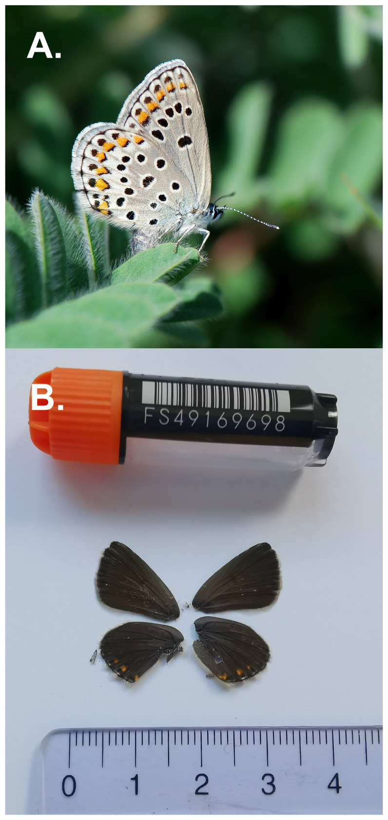 The genome sequence of the Alpine Zephyr Blue, <i>Kretania trappi</i> (Verity, 1927) (Lepidoptera: Lycaenidae).