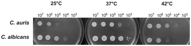 Biological Features, Antimicrobial Susceptibility and Phenotypic Characterization of <i>Candidozyma auris</i> CDC B11903 Grown at Different Temperatures.