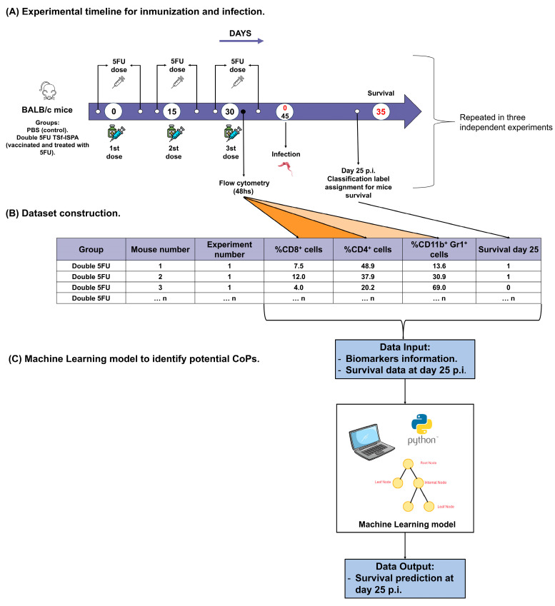Integrating Cellular Immune Biomarkers with Machine Learning to Identify Potential Correlates of Protection for a <i>Trypanosoma cruzi</i> Vaccine.