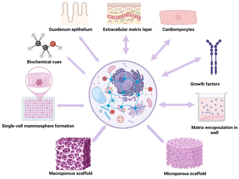 Tailoring Therapy: Hydrogels as Tunable Platforms for Regenerative Medicine and Cancer Intervention.