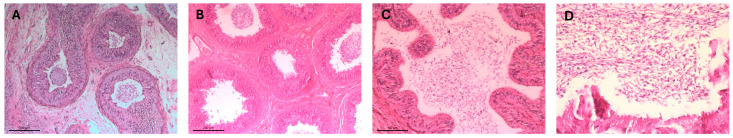 Evaluation of Sperm Retrieval Efficiency and Extender Impact in Cryopreserved Canine Epididymal Semen.