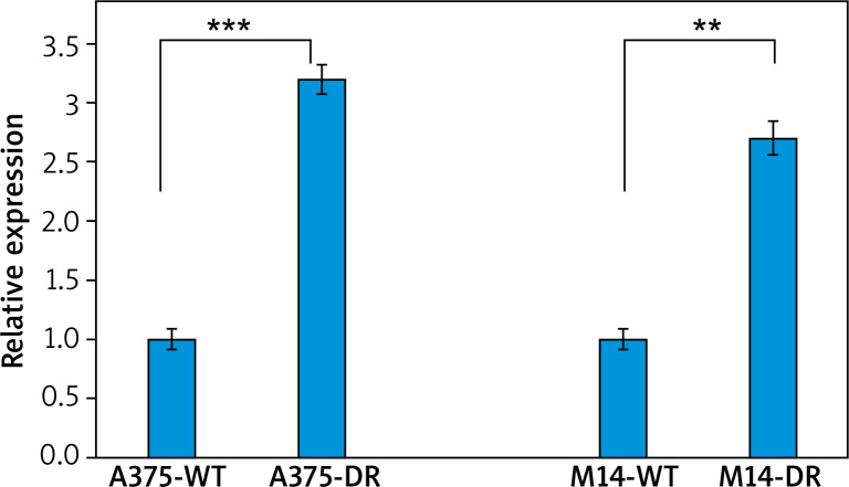 Sentrin/SUMO-specific protease 1 contributes to drug resistance in melanoma by mediating the deSUMOylation of Yes-associated protein.