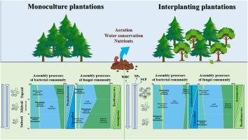 Interplanting Phoebe bournei modifies soil microbial community characteristics in Cunninghamia lanceolata monocultures