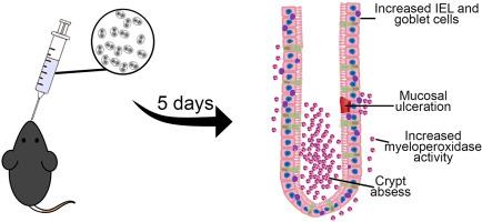 Unmasking the intestinal impact: Acute Toxoplasma gondii infection induces severe morphological and immunological changes in female C57BL/6 mice